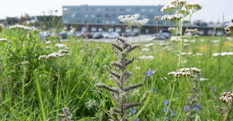 Nu lanceres UrbanBioScore – et scoringssystem til estimering af biodiversitet i byer